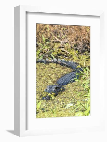 Florida, Orange City, St. John River, Alligator-Jim Engelbrecht-Framed Photographic Print
