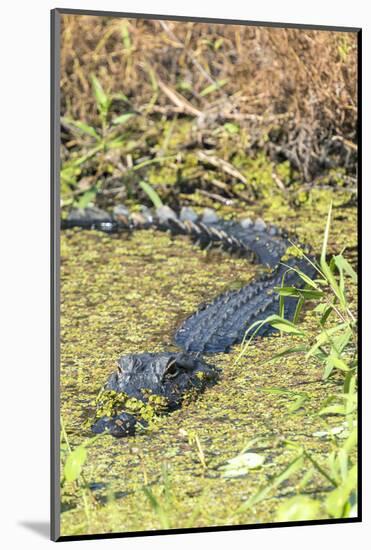 Florida, Orange City, St. John River, Alligator-Jim Engelbrecht-Mounted Photographic Print