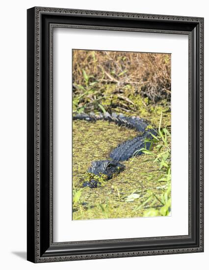 Florida, Orange City, St. John River, Alligator-Jim Engelbrecht-Framed Photographic Print