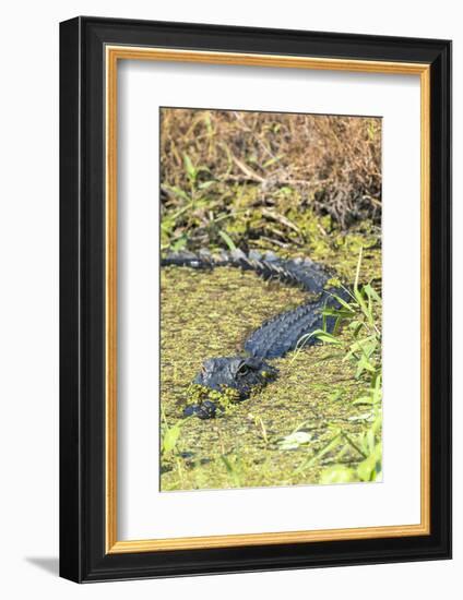 Florida, Orange City, St. John River, Alligator-Jim Engelbrecht-Framed Photographic Print