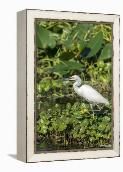 Florida, Orange City, St. John River, Egret-Jim Engelbrecht-Framed Premier Image Canvas