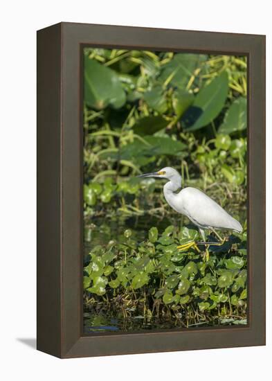 Florida, Orange City, St. John River, Egret-Jim Engelbrecht-Framed Premier Image Canvas