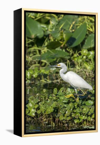 Florida, Orange City, St. John River, Egret-Jim Engelbrecht-Framed Premier Image Canvas