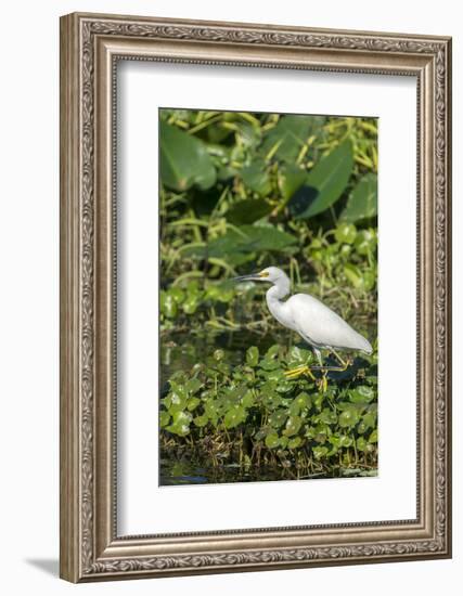 Florida, Orange City, St. John River, Egret-Jim Engelbrecht-Framed Photographic Print