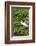 Florida, Orange City, St. John River, Egret-Jim Engelbrecht-Framed Photographic Print