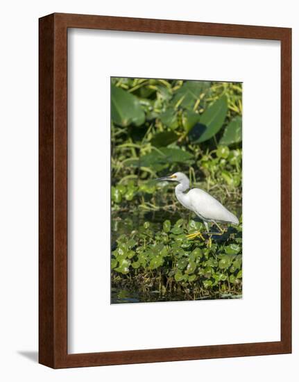 Florida, Orange City, St. John River, Egret-Jim Engelbrecht-Framed Photographic Print