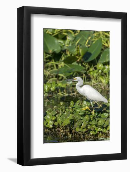 Florida, Orange City, St. John River, Egret-Jim Engelbrecht-Framed Photographic Print