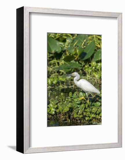 Florida, Orange City, St. John River, Egret-Jim Engelbrecht-Framed Photographic Print