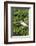 Florida, Orange City, St. John River, Egret-Jim Engelbrecht-Framed Photographic Print