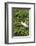 Florida, Orange City, St. John River, Egret-Jim Engelbrecht-Framed Photographic Print