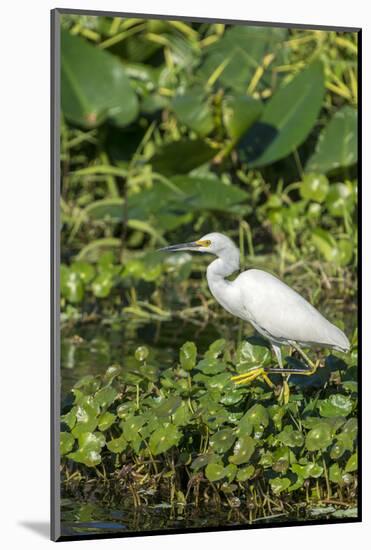 Florida, Orange City, St. John River, Egret-Jim Engelbrecht-Mounted Photographic Print