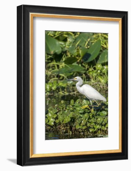 Florida, Orange City, St. John River, Egret-Jim Engelbrecht-Framed Photographic Print