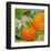 Florida Oranges-null-Framed Art Print