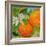 Florida Oranges-Elizabeth St. Hilaire-Framed Art Print