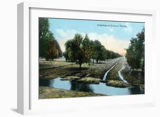 Florida - Orchard Irrigation Scene-Lantern Press-Framed Art Print