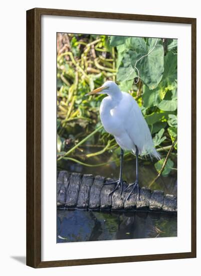 Florida, Orlando, Egret and Alligator-Jim Engelbrecht-Framed Photographic Print