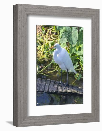 Florida, Orlando, Egret and Alligator-Jim Engelbrecht-Framed Photographic Print