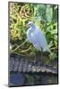 Florida, Orlando, Egret and Alligator-Jim Engelbrecht-Mounted Photographic Print