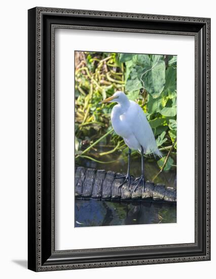 Florida, Orlando, Egret and Alligator-Jim Engelbrecht-Framed Photographic Print