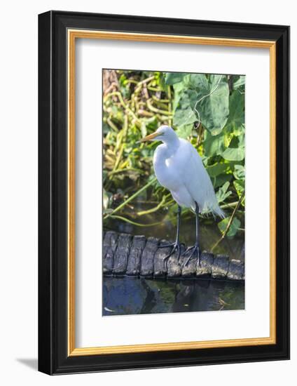 Florida, Orlando, Egret and Alligator-Jim Engelbrecht-Framed Photographic Print