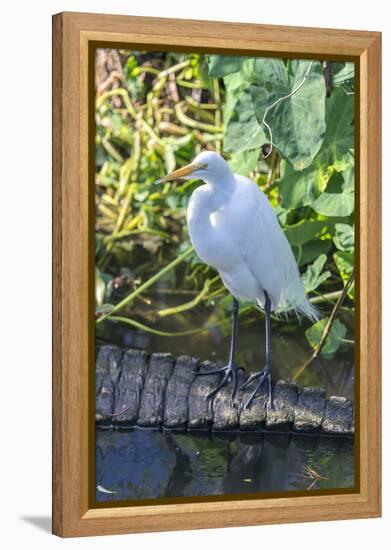 Florida, Orlando, Egret and Alligator-Jim Engelbrecht-Framed Premier Image Canvas