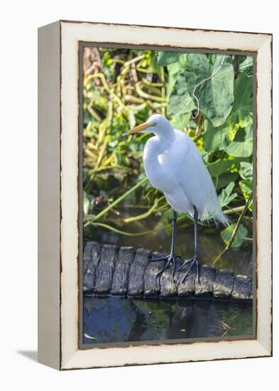 Florida, Orlando, Egret and Alligator-Jim Engelbrecht-Framed Premier Image Canvas