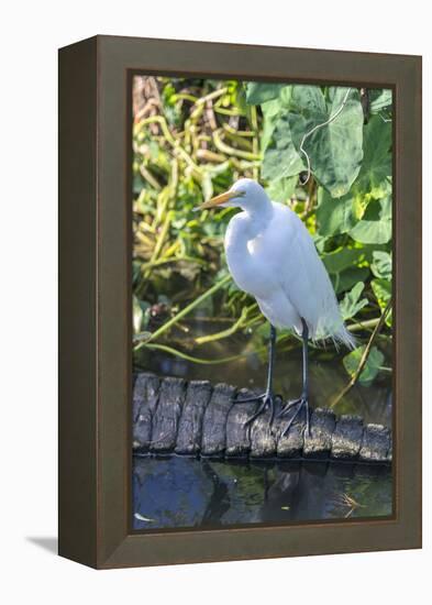 Florida, Orlando, Egret and Alligator-Jim Engelbrecht-Framed Premier Image Canvas