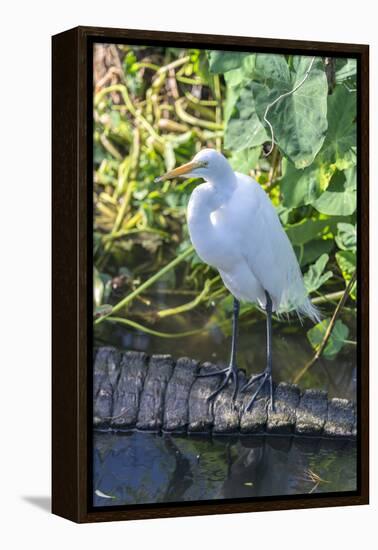 Florida, Orlando, Egret and Alligator-Jim Engelbrecht-Framed Premier Image Canvas