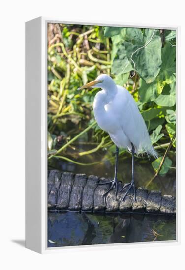 Florida, Orlando, Egret and Alligator-Jim Engelbrecht-Framed Premier Image Canvas