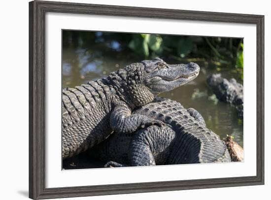 Florida, Orlando, Gatorland, Alligators-Jim Engelbrecht-Framed Photographic Print