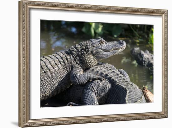 Florida, Orlando, Gatorland, Alligators-Jim Engelbrecht-Framed Photographic Print