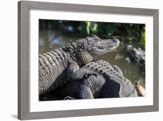 Florida, Orlando, Gatorland, Alligators-Jim Engelbrecht-Framed Photographic Print