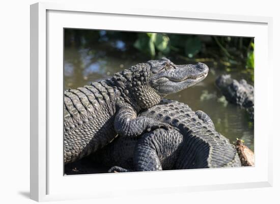 Florida, Orlando, Gatorland, Alligators-Jim Engelbrecht-Framed Photographic Print