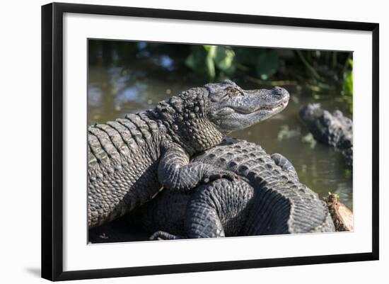 Florida, Orlando, Gatorland, Alligators-Jim Engelbrecht-Framed Photographic Print