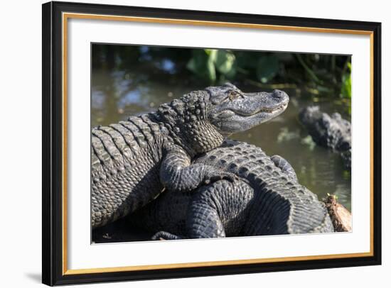 Florida, Orlando, Gatorland, Alligators-Jim Engelbrecht-Framed Photographic Print