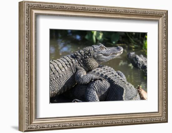 Florida, Orlando, Gatorland, Alligators-Jim Engelbrecht-Framed Photographic Print
