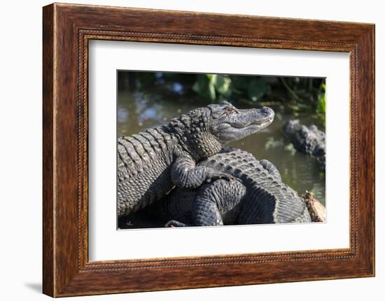 Florida, Orlando, Gatorland, Alligators-Jim Engelbrecht-Framed Photographic Print