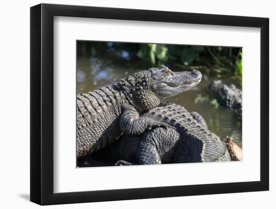 Florida, Orlando, Gatorland, Alligators-Jim Engelbrecht-Framed Photographic Print