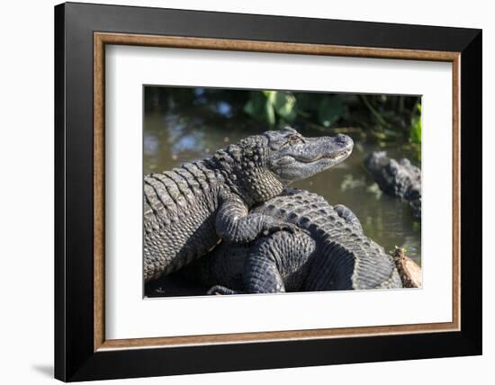 Florida, Orlando, Gatorland, Alligators-Jim Engelbrecht-Framed Photographic Print