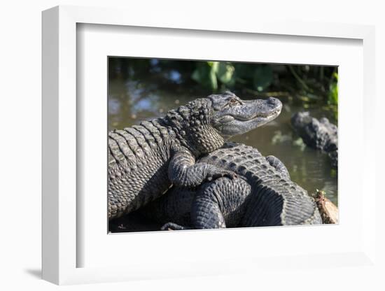 Florida, Orlando, Gatorland, Alligators-Jim Engelbrecht-Framed Photographic Print