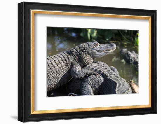 Florida, Orlando, Gatorland, Alligators-Jim Engelbrecht-Framed Photographic Print