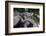 Florida, Orlando, Gatorland, Alligators-Jim Engelbrecht-Framed Photographic Print