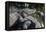 Florida, Orlando, Gatorland, Alligators-Jim Engelbrecht-Framed Premier Image Canvas