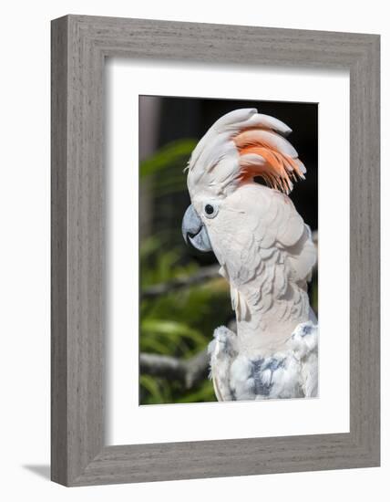 Florida, Orlando, Gatorland, Citron Cockatoo-Jim Engelbrecht-Framed Photographic Print