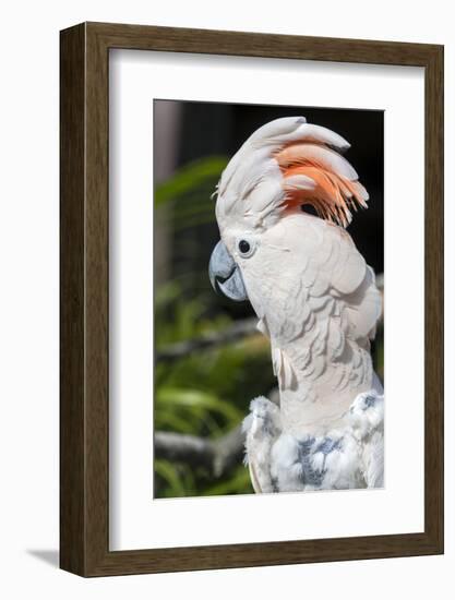 Florida, Orlando, Gatorland, Citron Cockatoo-Jim Engelbrecht-Framed Photographic Print