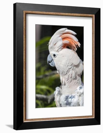 Florida, Orlando, Gatorland, Citron Cockatoo-Jim Engelbrecht-Framed Photographic Print