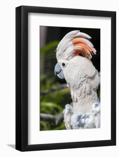 Florida, Orlando, Gatorland, Citron Cockatoo-Jim Engelbrecht-Framed Photographic Print