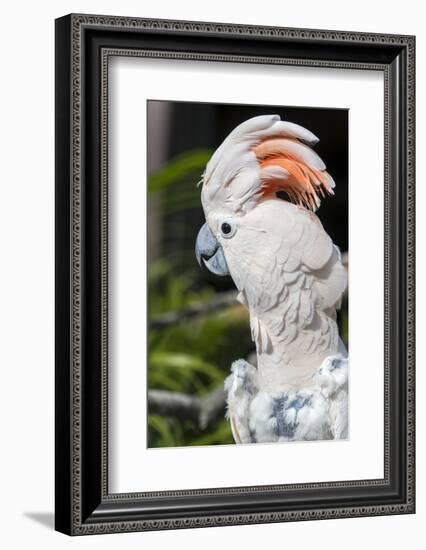 Florida, Orlando, Gatorland, Citron Cockatoo-Jim Engelbrecht-Framed Photographic Print