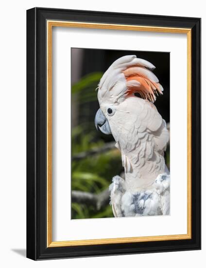 Florida, Orlando, Gatorland, Citron Cockatoo-Jim Engelbrecht-Framed Photographic Print