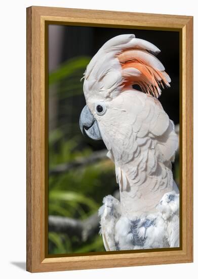 Florida, Orlando, Gatorland, Citron Cockatoo-Jim Engelbrecht-Framed Premier Image Canvas